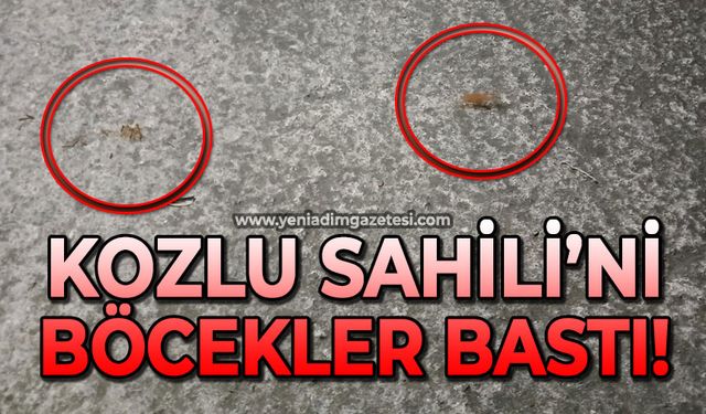Kozlu Sahili’ni böcekler bastı!