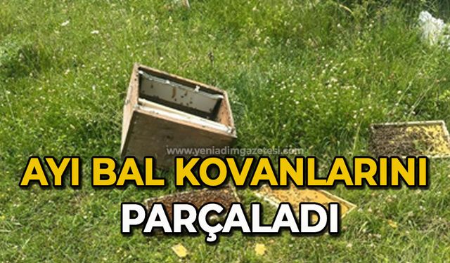 Ayı bal kovanlarını parçaladı