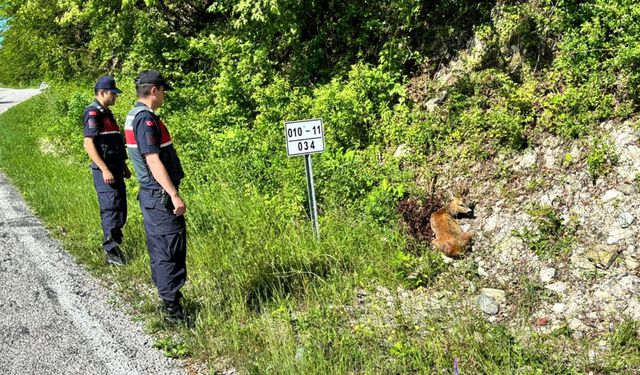 Yaralı halde bulunan karacalar tedavi altına alındı