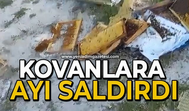 Kovanlarına ayı saldırdı: "Şükür bir tanesini parçalamış, ayımız medeniymiş"