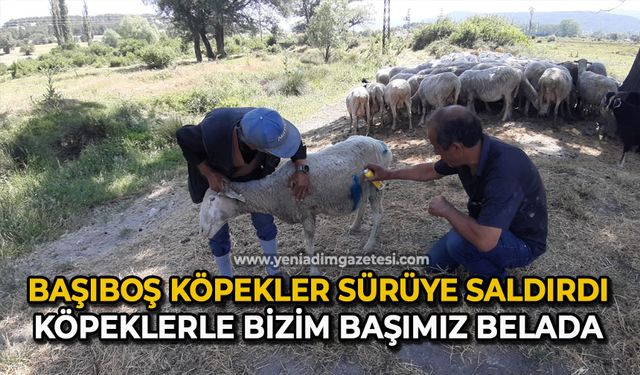 Başıboş köpekler sürüye saldırdı: "Köpeklerle bizim başımız belada"