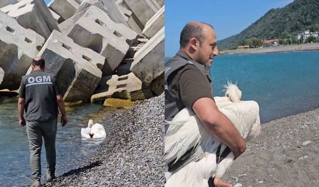 Sahilde yaralı halde bulunan pelikan, tedavi altına alındı