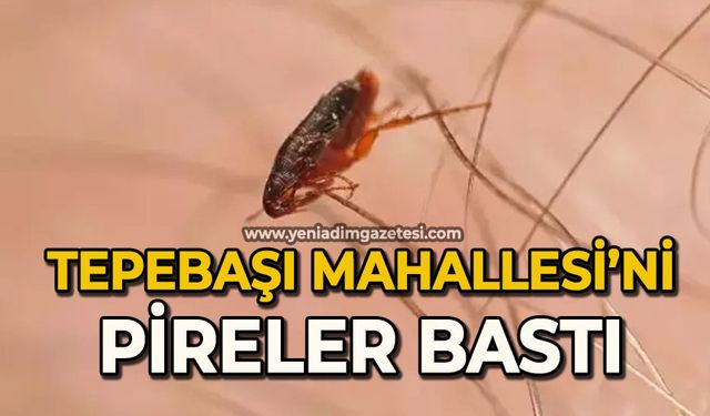 Tepebaşı Mahallesi'ni pireler bastı!