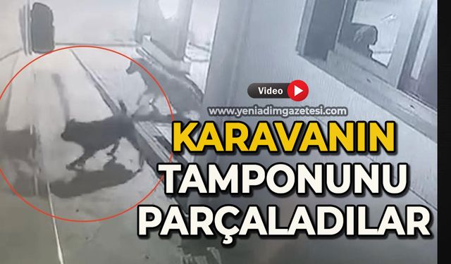 Sokak köpekleri karavanın tamponunu parçaladı