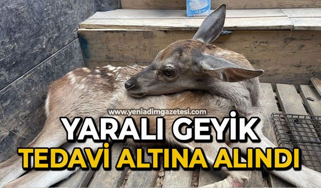 Yaralı geyik tedavi altına alındı