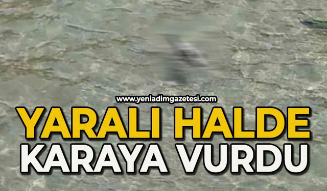 Yaralı halde karaya vurdu