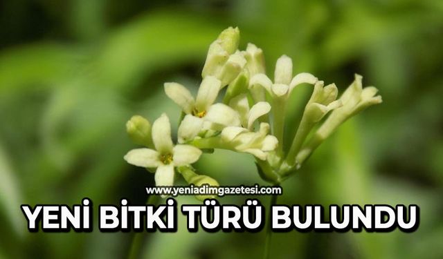 Yeni bitki türü bulundu