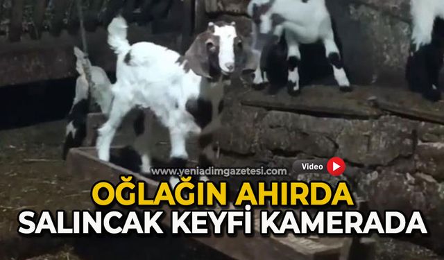 Oğlağın ahırda salıncak keyfi kamerada