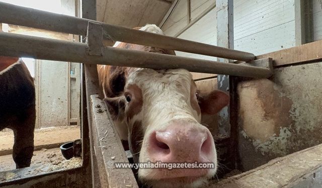 Kurban bayramı öncesi haraketlilik sürüyor