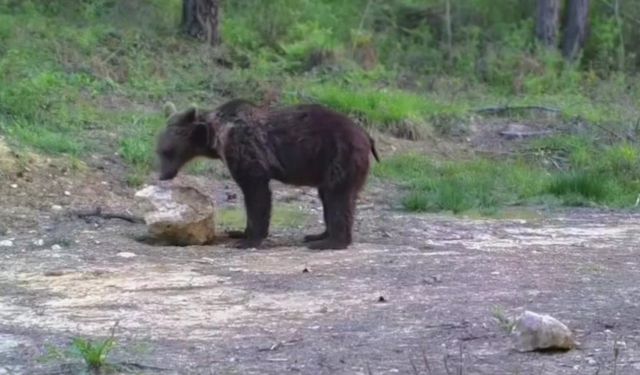 Yiyecek arayan yaban hayvanları fotokapanla görüntülendi