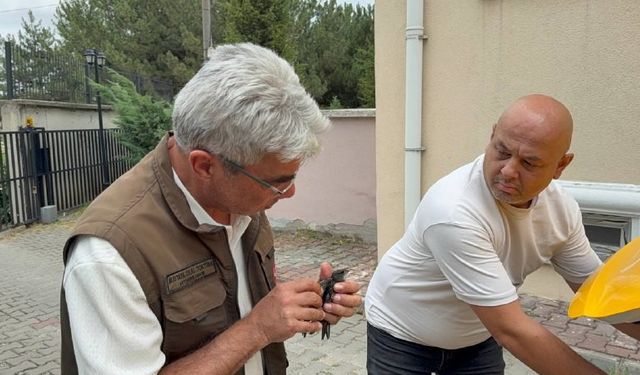 Bitkin halde bulunan ebabil kuşu tedavi altına alındı
