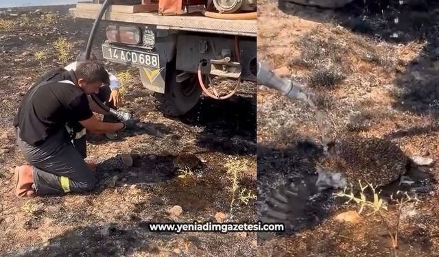 Yangından etkilenen kirpiye elleriyle su verdiler