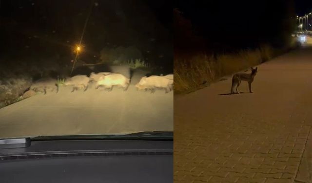 Yola çıkan domuz sürüsü ve tilki kamerada