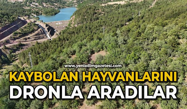 Kaybolan hayvanlarını dronla aradılar