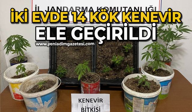 İki evde 14 kök kenevir ele geçirildi