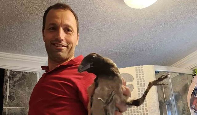 Havalandırma boşluğuna düşen kargayı vatandaş kurtardı