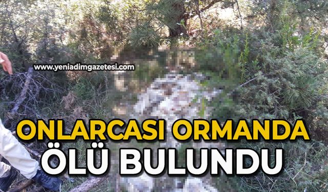 Onlarcası ormanda ölü bulundu