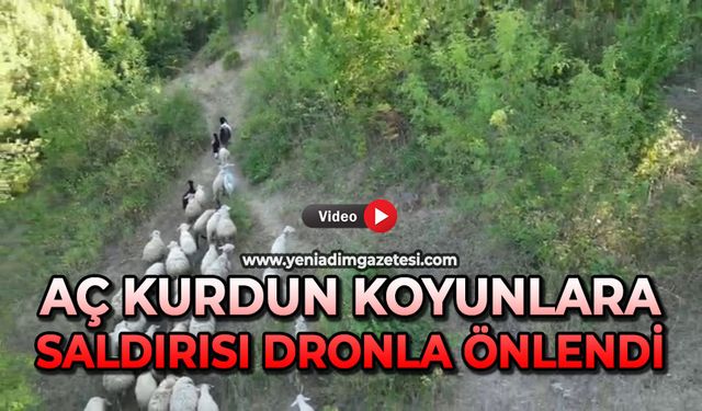 Aç kurdun koyunlara saldırısı dronla önlendi