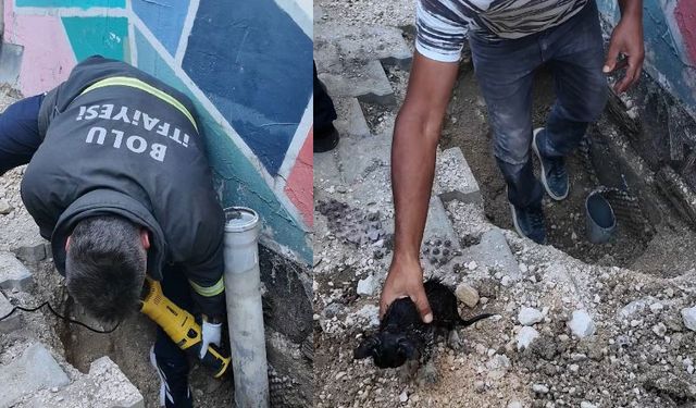 Su borusuna sıkışan yavru kedi için seferber oldular