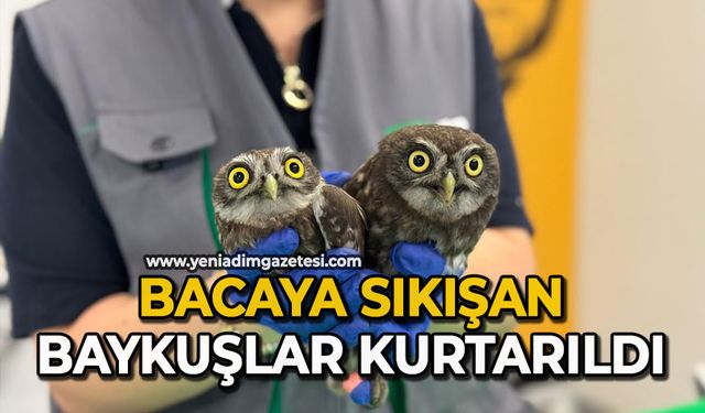 Bacaya sıkışan baykuşlar kurtarıldı