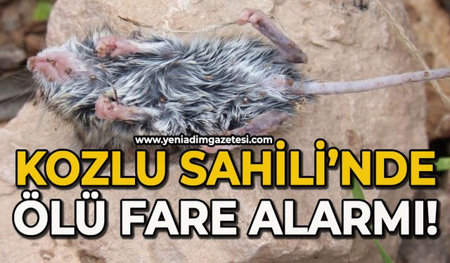 Kozlu Sahili'nde ölü fare alarmı!