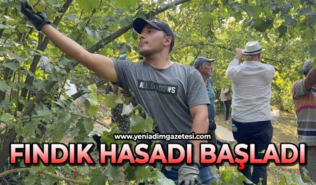 Fındık hasadı başladı