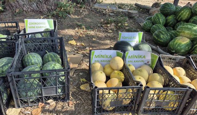 Artık kavun ve karpuz yerli tohumla Kasım’a kadar sofralarda olacak