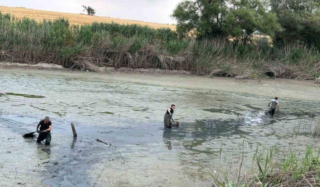 Kuruyan gölette mahsur kalan balıklar kurtarıldı