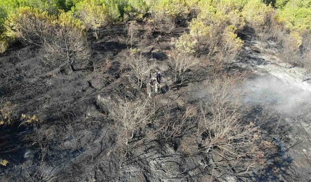 Orman yangını 1 saatlik müdahaleyle kontrol altına alındı
