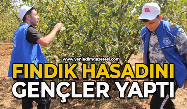Fındık hasadını gençler yaptı