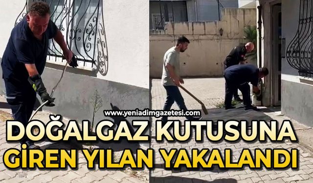 Doğalgaz kutusuna giren yılanı ekipler yakaladı