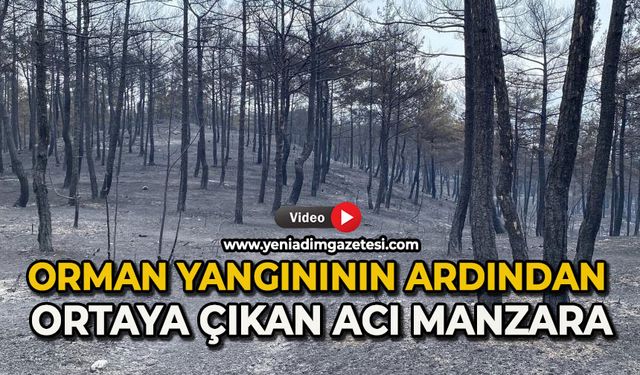 Orman yangınının ardından ortaya çıkan acı manzara böyle görüntülendi