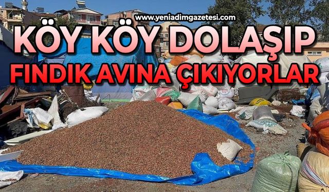 Köy köy dolaşıp boş fındık avına çıkıyorlar