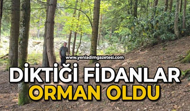Diktiği fidanlar orman oldu
