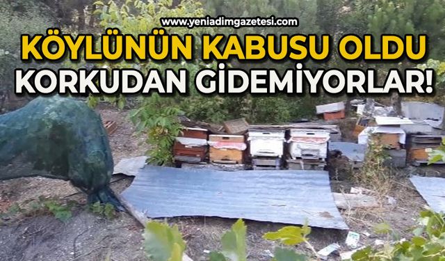 Köylünün kabusu oldu: Korkudan gidemiyorlar