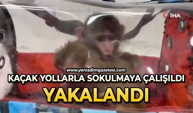 Kaçak yollarla Türkiye'ye sokulmaya çalışılırken yakalandı