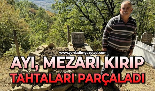Mezarı kazıp tahtaları kıran ayı cenazeye ulaşamadan kaçtı