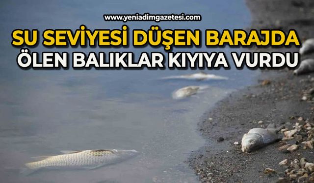 Su seviyesi düşen barajda ölen balıklar kıyıya vurdu