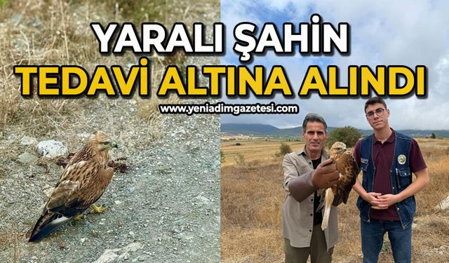Yaralı şahin tedavi altına alındı
