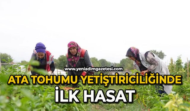 Ata tohumu yetiştiriciliğinde ilk hasat