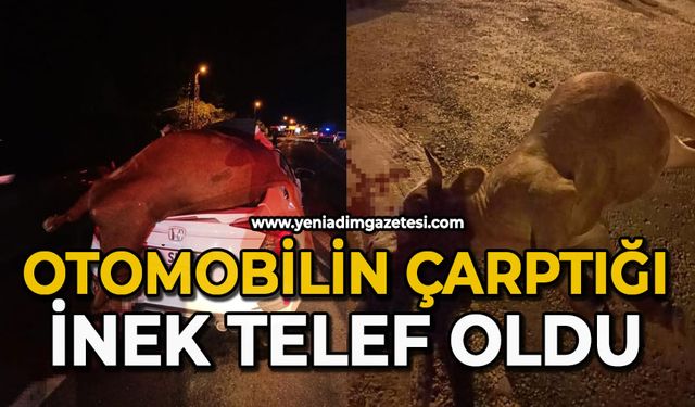 Otomobilin çarptığı inek telef oldu