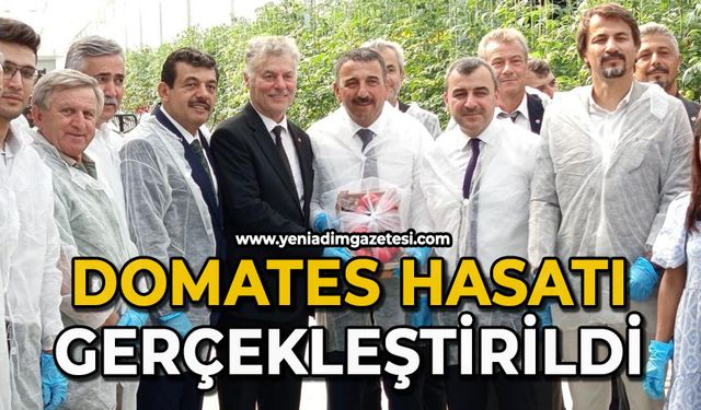 Domates hasatı gerçekleştirildi