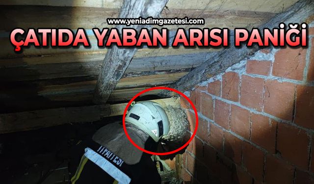 Evin çatısında yaban arısı paniği