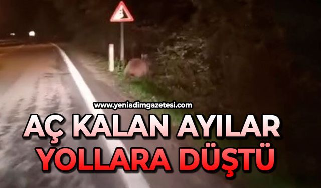 Aç kalan ayılar yollara düştü