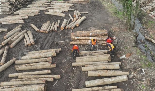11 bin 596,5 ton orman ürünü ihraç edildi
