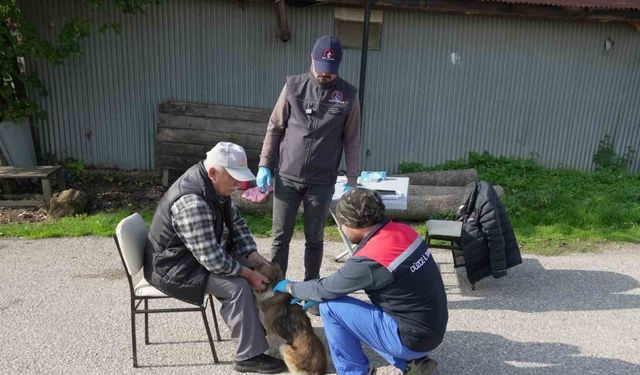 175 köpek yerinde sahiplendirildi