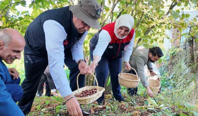 2024’te 794 ton kestane üretimi gerçekleşti