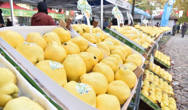 Kartepe’de Eşme Ayva Festivali düzenlenecek