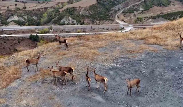 Kızıl geyikler kameralara yansıdı