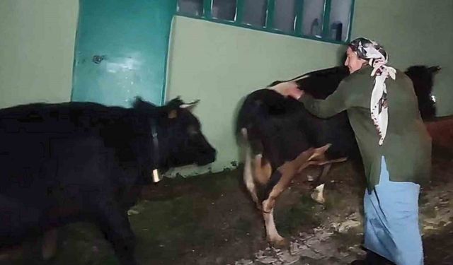 Mahsur kalan hayvanlar 2.5 saatlik operasyonla kurtarıldı